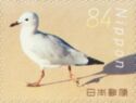 Common Gull (Larus canus)
